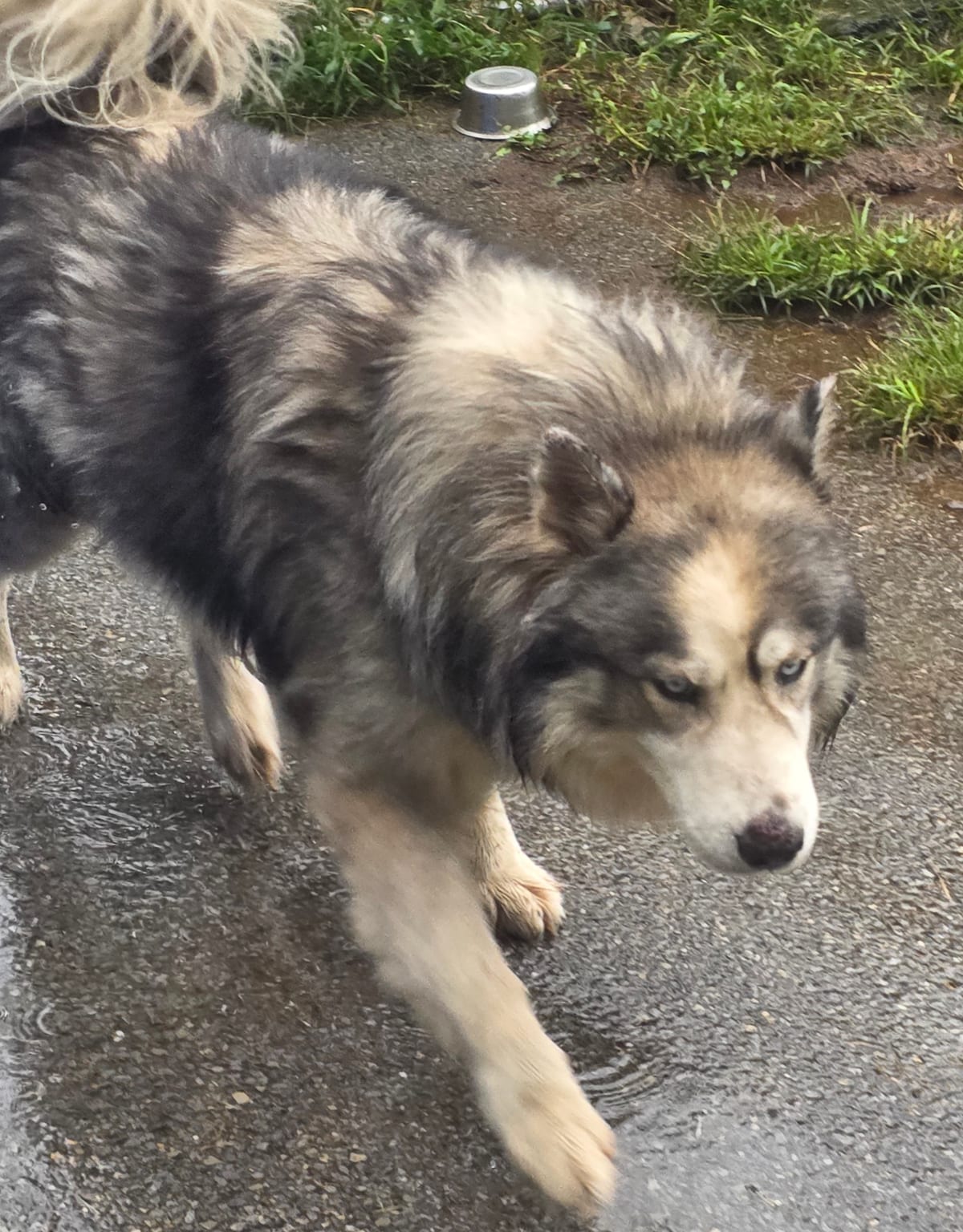 Photo of Hachi, adoptable Siberian Husky in Fayetteville, West Virginia