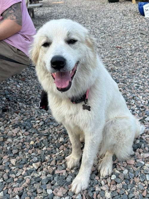 Photo of Houdini, adoptable Great Pyrenees in Holly Springs, North Carolina