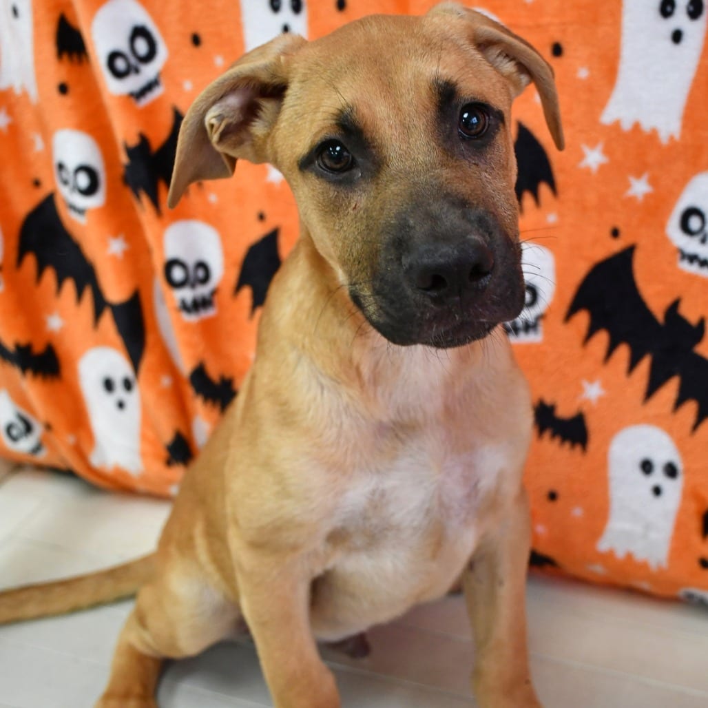 Photo of Candy Corn, adoptable Retriever, Black Labrador in Beaumont, Texas
