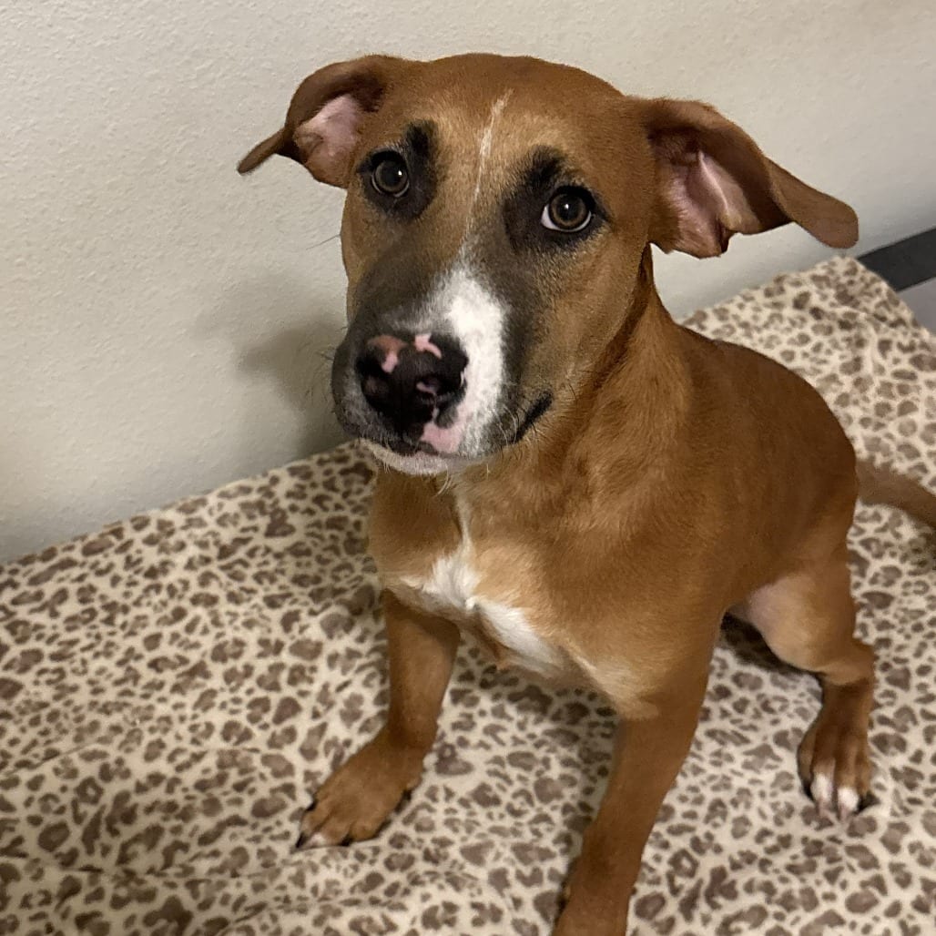 Photo of Maverick, adoptable Hound / Mix in San Antonio, Texas