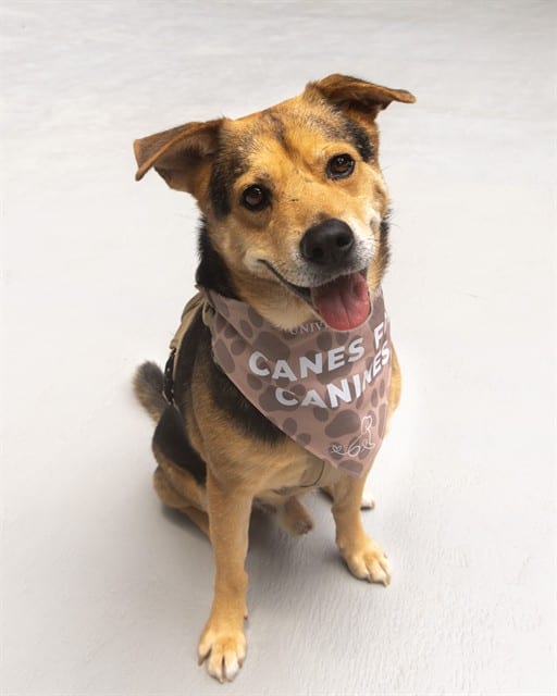 Photo of Face, adoptable Terrier mix in Miami, Florida