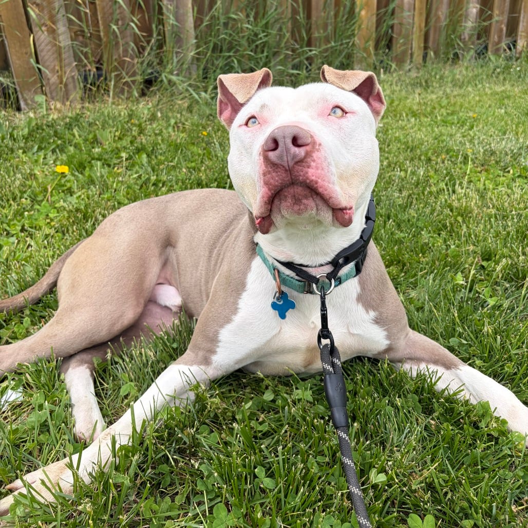 Photo of Atlas, adoptable Terrier in West Des Moines, Iowa