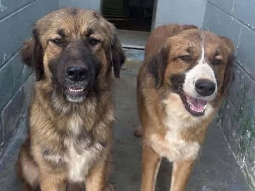 Photo of Mocha, adoptable Anatolian Shepherd in Rustburg, Virginia