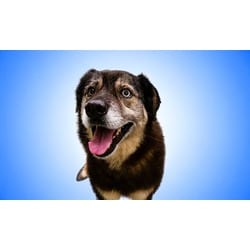 Photo of Blue, adoptable Husky in Ft Lauderdale, Florida