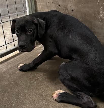 Photo of Magnum, adoptable American Staffordshire Terrier in Van Nuys, California