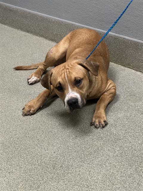 Photo of Max, adoptable Labrador Retriever in Las Vegas, Nevada