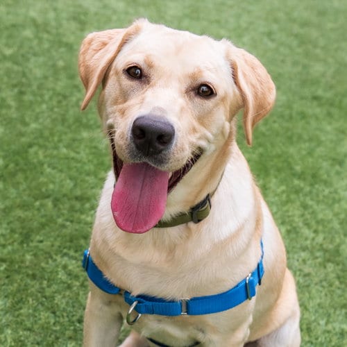 Photo of Navvy, adoptable Labrador Retriever in Burlingame, California