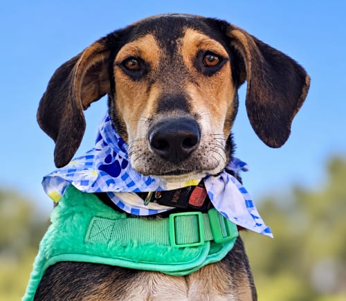 Photo of Junie, adoptable Hound in Plainfield, Illinois
