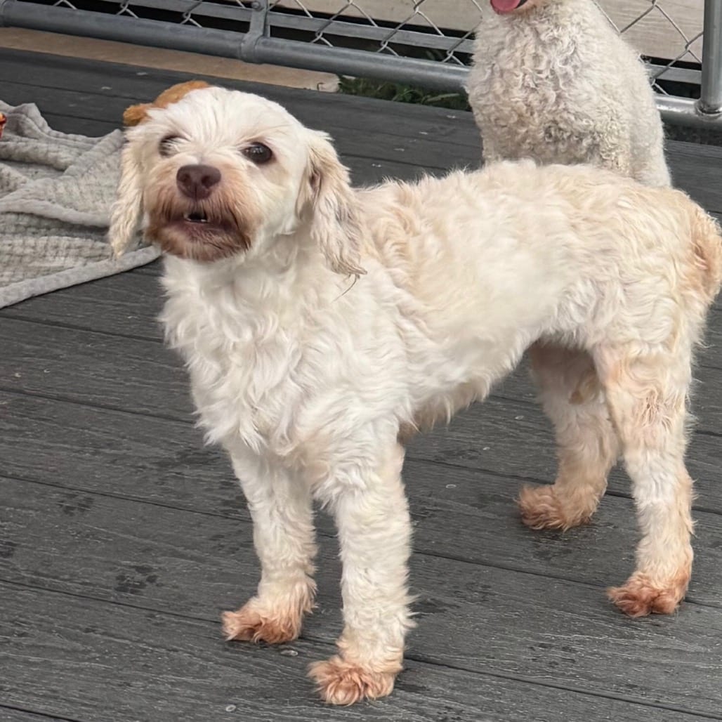 Photo of Haven, adoptable Maltese in Hinesville, Georgia