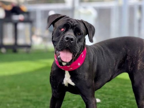 Photo of Jada, adoptable Cane Corso Mastiff in San Pedro, California