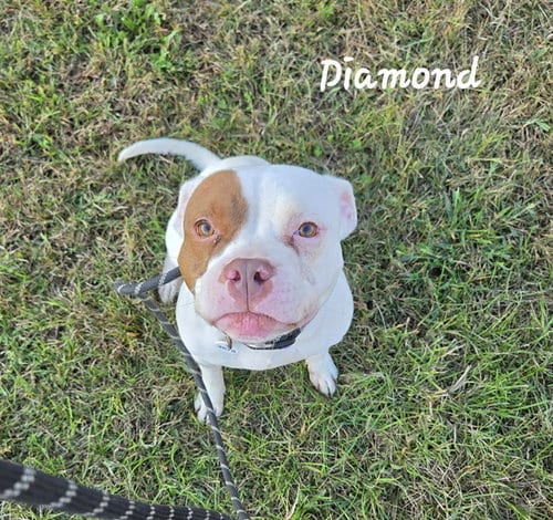 Photo of Diamond, adoptable American Bulldog in Forestville, Maryland