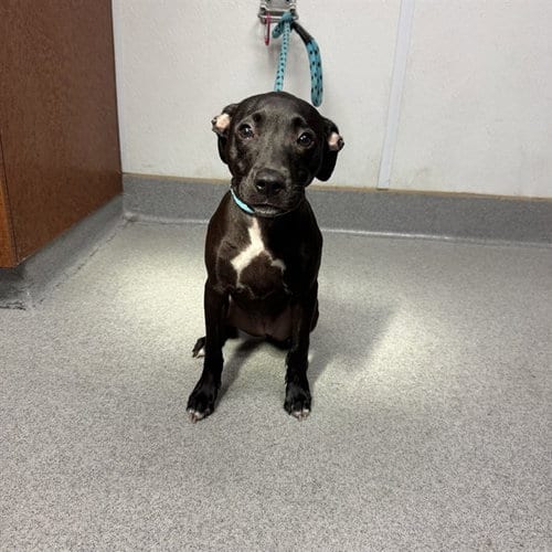 Photo of Daisy Dukes, adoptable American Pit Bull Terrier in Rancho Cucamonga, California