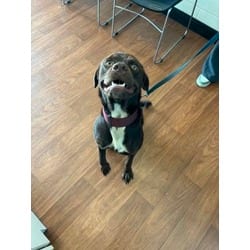 Photo of Stinky, adoptable Mixed Breed (Medium) in Baton Rouge, Louisiana