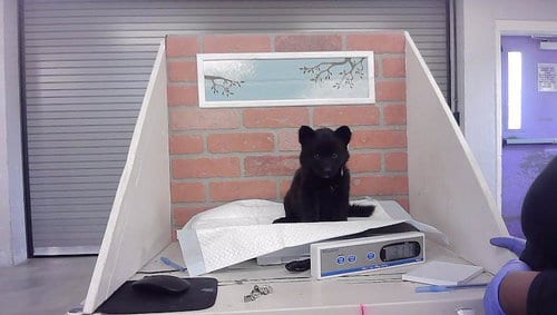 Photo of A2094053, adoptable Husky in Houston, Texas