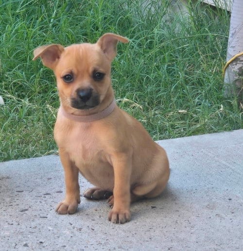Photo of Charlotte, adoptable Chihuahua in Sedalia, Colorado