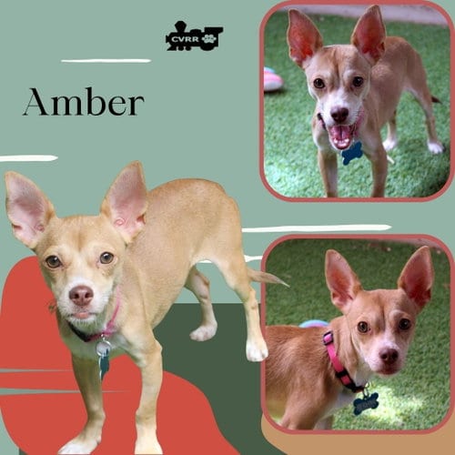 Photo of Amber, adoptable Chihuahua in Lindsay, California