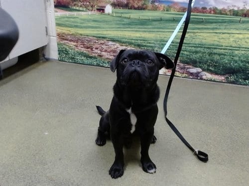 Photo of A554804, adoptable Pug in Moreno Valley, California