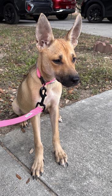 Photo of Honey, adoptable dog in San Antonio, Texas