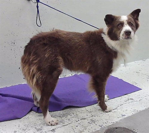 Photo of A2096708, adoptable Australian Shepherd in Houston, Texas