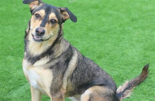Photo of Bea, adoptable German Shepherd Dog in Grand Prairie, Texas