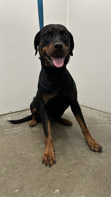 Photo of Darlin, adoptable Rottweiler in Rosenberg, Texas