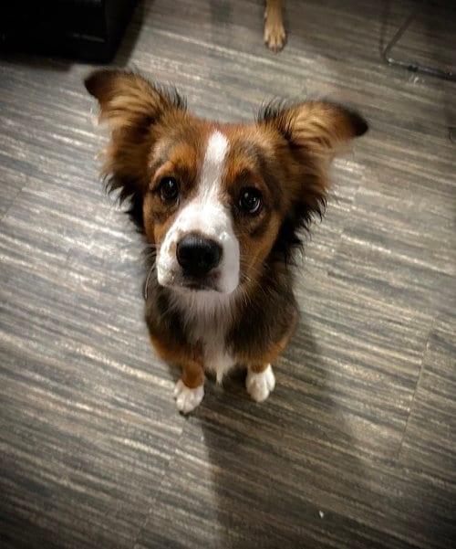 Photo of Gidget, adoptable Australian Shepherd in Nashville, Tennessee
