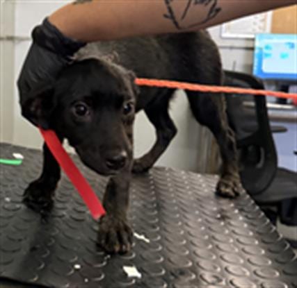Photo of A888927, adoptable Australian Cattle Dog/Blue Heeler in Camarillo, California