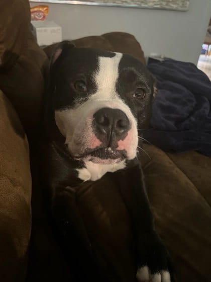 Photo of Axis, adoptable dog in Chamblee, Georgia