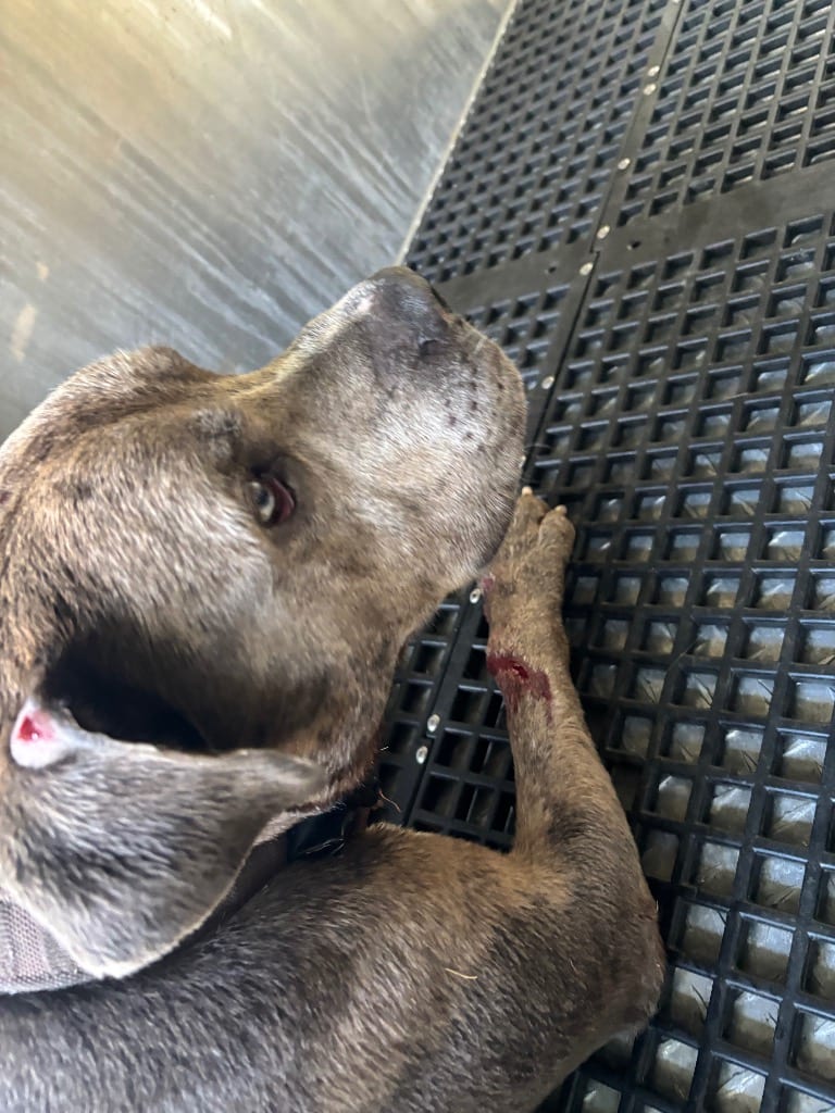 Photo of brownie, adoptable Mixed Breed in Douglasville, Georgia