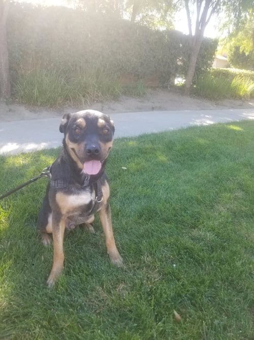 Photo of Tyson, adoptable Rottweiler in Dana Point, California