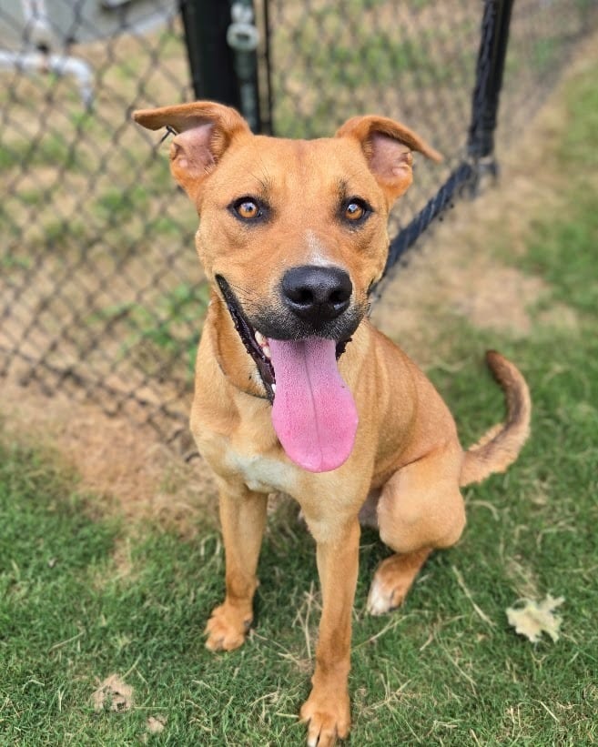 Photo of Mattyboy, adoptable Mixed Breed in Douglasville, Georgia