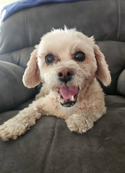 Photo of Toby, adoptable Maltese in Sanford, Florida