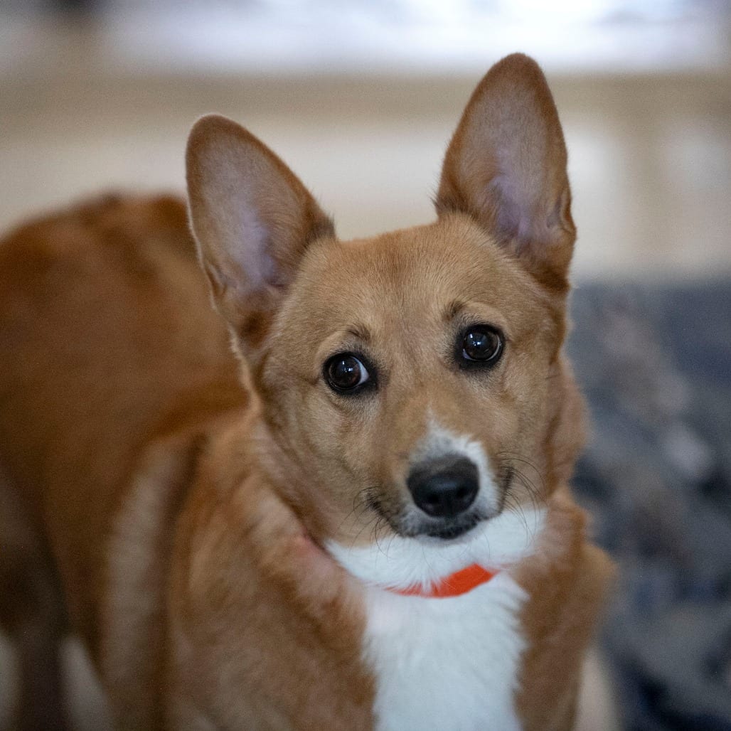 Photo of Jj (S26-117), adoptable Corgi, Pembroke Welsh in Colorado Springs, Colorado