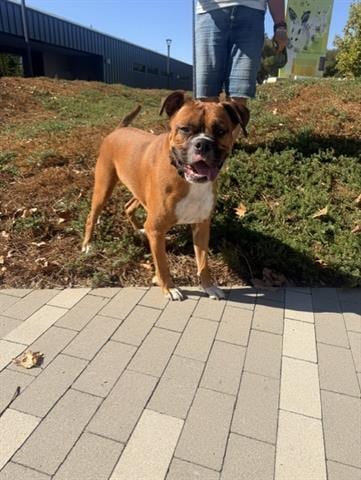Photo of Eugene, adoptable Boxer in San Martin, California
