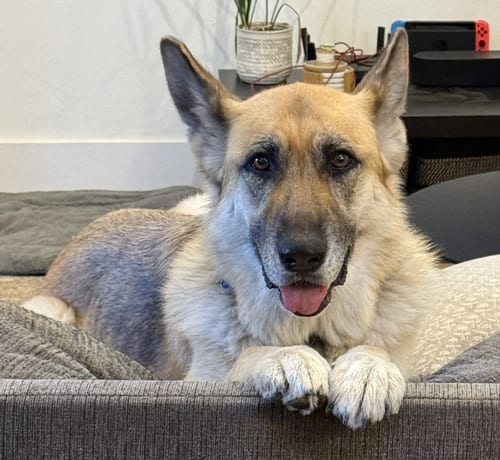 Photo of Zoey, adoptable German Shepherd Dog in Seattle, Washington