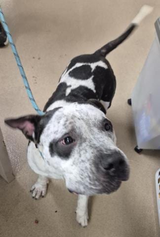 Photo of Blu Moon, adoptable Pit Bull Terrier in Decatur, Illinois