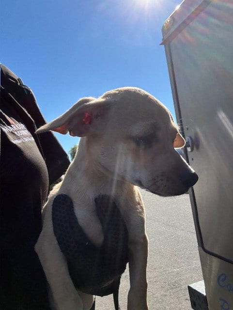 Photo of Tommy, adoptable Chihuahua in Phoenix, Arizona