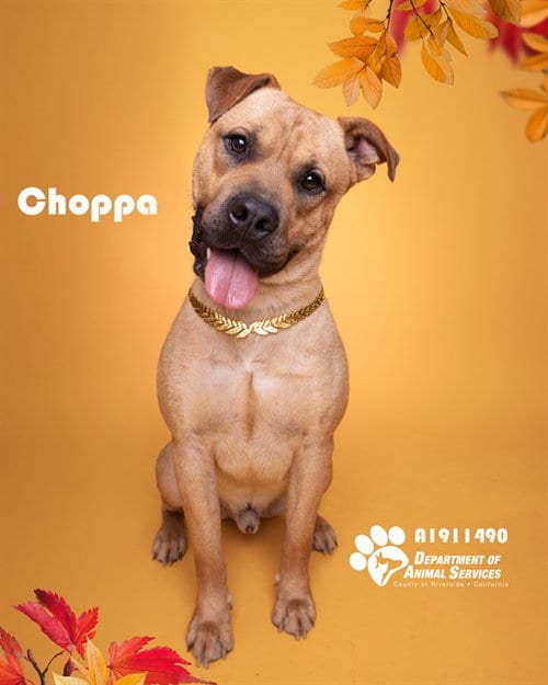 Photo of Choppa, adoptable Pit Bull Terrier in Riverside, California