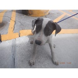 Photo of Daniela, adoptable American Bulldog in Doral, Florida