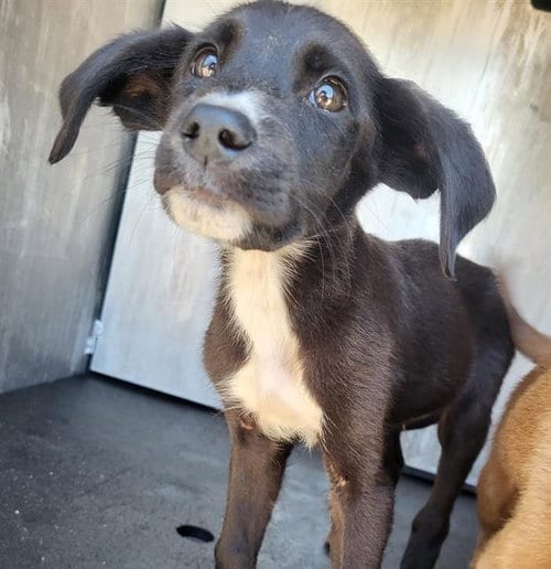 Photo of Cocoa Bean, adoptable Labrador Retriever in San Antonio, Texas