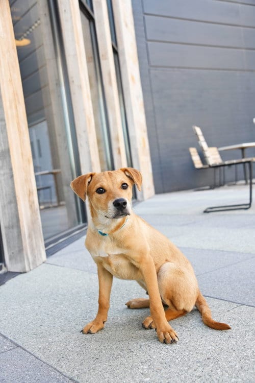 Photo of Nimbus 2000, adoptable Catahoula Leopard Dog in Sandy, Utah
