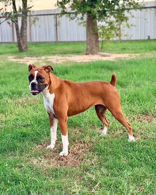 Photo of Dolly, adoptable Boxer in Monticello, New Jersey