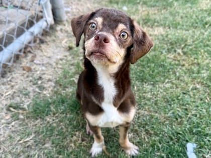 Photo of Charles, adoptable dog in Georgetown, Texas