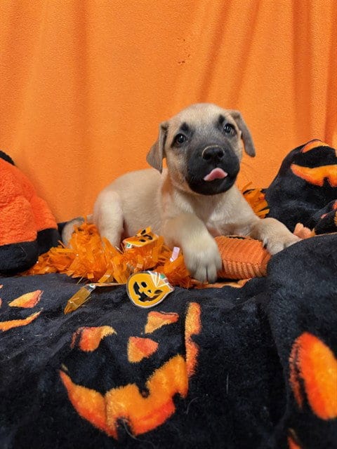 Photo of Reggie, adoptable German Shepherd Dog in Modesto, California