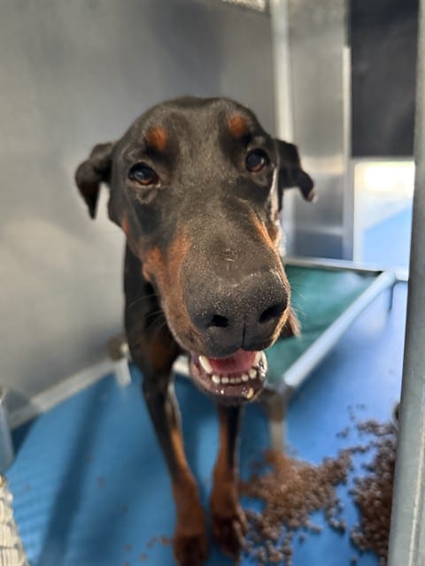 Photo of Senior Doberman Pinscher, adoptable Doberman Pinscher in Bakersfield, California