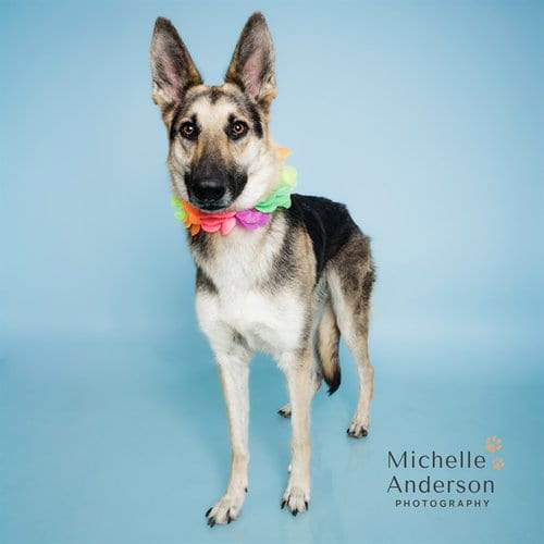 Photo of Nina, adoptable German Shepherd Dog in Corona, California