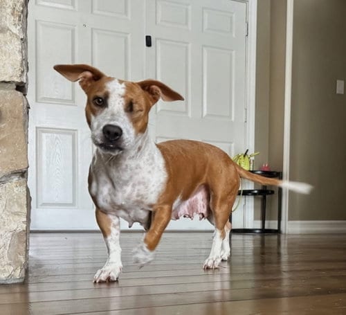 Photo of Emma - Momma, adoptable Cattle Dog in San Diego, California