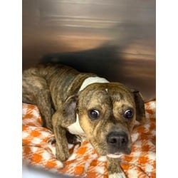 Photo of Worry, adoptable American Pit Bull Terrier in Baton Rouge, Louisiana