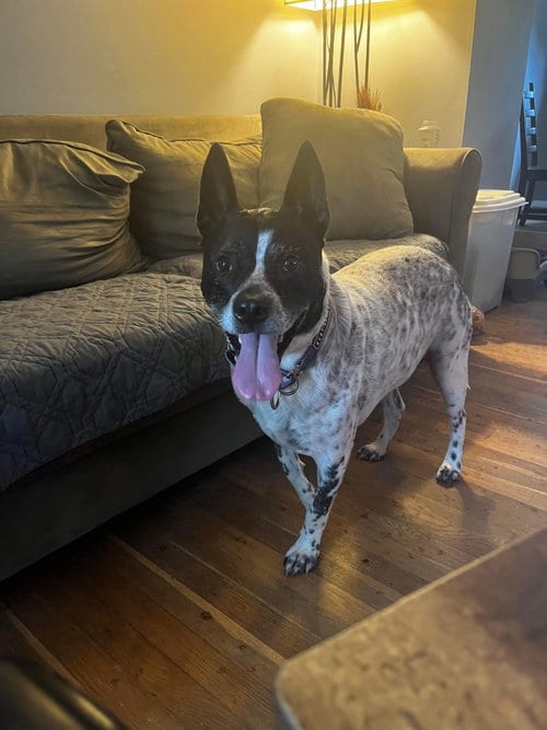 Photo of Spotty, adoptable Australian Cattle Dog/Blue Heeler in Derwood, Maryland
