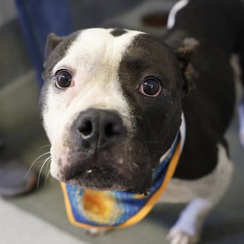 Photo of Deena, adoptable American Staffordshire Terrier in San Antonio, Texas